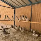 حمام باكستاني للبيع