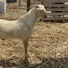 تيس فحل ابرص ثني
