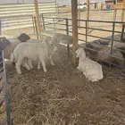 ذبائح نعيمي وحري هرفي وجبر