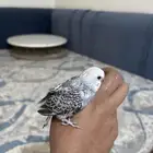 فرح انجليزي بادجي