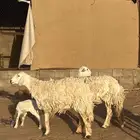 للبيع حريات ثنوات والد