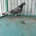 طبه موصلي