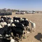 طليان نجد (( تم البيع ))