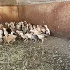 إعلان اليوم صيصان محصنه جميع تحصينات اقل من 5 ريال مانظرلها