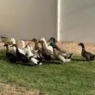 بط للبيع العمر فوق 6 اشهر