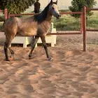 فرس واهو