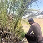 نخل مثمر لللبيع