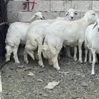 خرفان مناسبات ومبادي فوق الكفوو