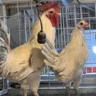 ديكين ودجاجة فيومي المنيوم