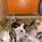 فروخ كروان هولندي