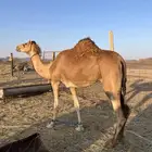 ناقه هجن ركض