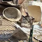 حمام فرنسي سوبر جامبو