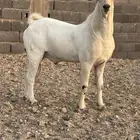 تيس بيشي صنف
