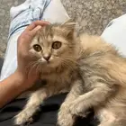 قطوه انثى للبيع