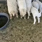 غنم ولد 3تحتهن اربع وحده منهن ثنيه