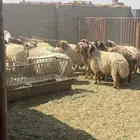 خرفان نعيم جذعان بلدي فل شحم ( يوجد سلخ وتوصيل)