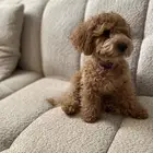 كلب بودل صغير للبيع