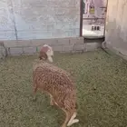 للبيع سواكن جذعان مرابي