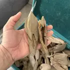 عود موروكي اصقون