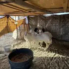 للبيع رخال السوم 1150 ريال الصامل يتصل