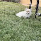 جراء بومرينيان سبيتز