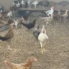 دجاج بلدي