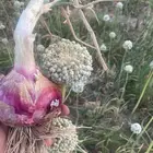 يتوفر لدي بذور بصل يمني احمر مزروعه بوادي الدواسر