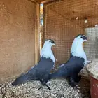 جوز لبناني اسود بفروخه