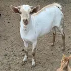 تيس احص ذبيحه