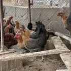 للبيع دجاج فيومي ذهبي
