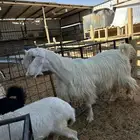 معزى وضان عارضيات وحريات