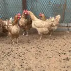 بيض دجاج تركي اصل و بط بح