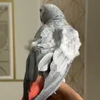كاسكو سوبر جامبو ثلجي ( تم البيع )