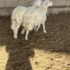 طليان اثنين فوق 5 شهور