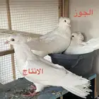 جوز مصري منتج سبور جامبو