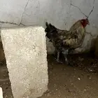 ديكه براهما فرنسي احجام كبيرة