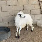 طلي