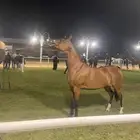 فرس بطله لمشاركات الجمال