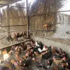 دجاج وديكه الحبه 30