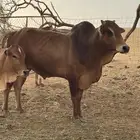 ثور بلدي مشروط هادي عمره سنتين وزود ماشاء الله