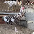 دجاجه سنديه فاخره