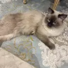 قطاوة للتبني نظيفة ومطعمة