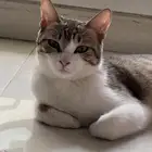 قطة للتبني عمر سنة