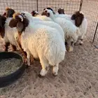 نعيم طيبه ( تم البيع )