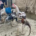 للبيع ديك سندي