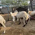 أربع رفيديات جذعات مع بهمها