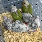 فروخ كنيور تصانيف منوعه