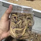 دود عتل للبيع الدمام