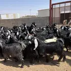 معزا مراح واحد