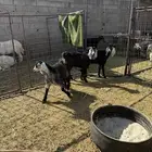 للبيع جفار شحم